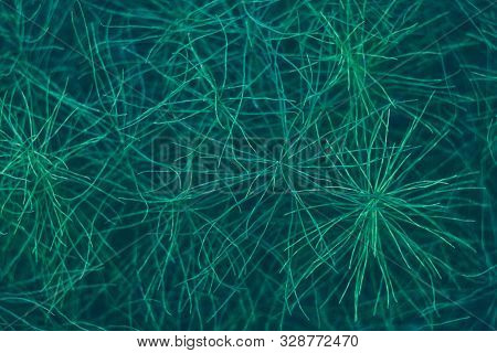 Dusk Background Of Green Horsetail Twigs. Natural Abstract Background From Leaves, Lines, Branches, 