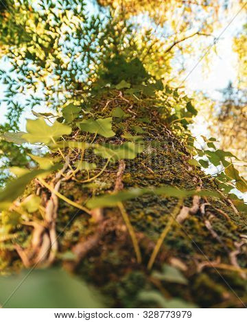 Nature Detail. Creepers On Tree Trunk With Unfocused Background In Autumn. Hervas, Caceres. Spain
