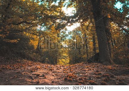 Autumn Magic Forest. From The Ground, Path Full Of Chestnuts, It Makes Its Way Through The Trees. He