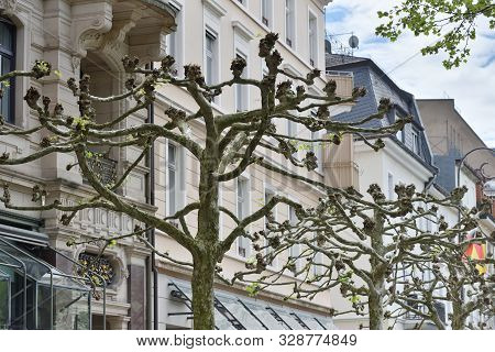 Beautiful Trees Platanus Trees With Large Branches On The Street Against The Background Of Houses In