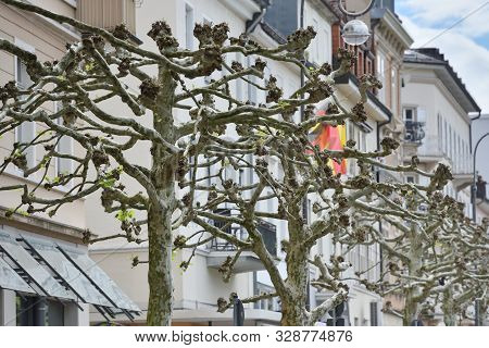 Beautiful Trees Platanus Trees With Large Branches On The Street Against The Background Of Houses In