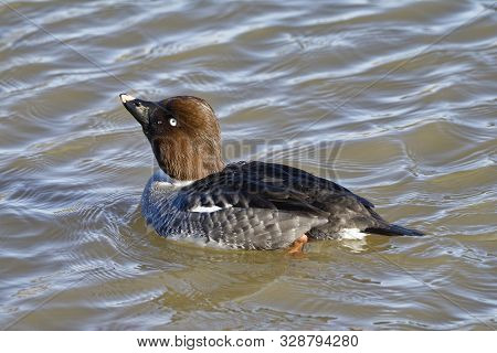 Female Common Goldeneye - Bucephala Clangula 
On Water