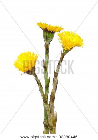 Podběl (tussilago Farfara)