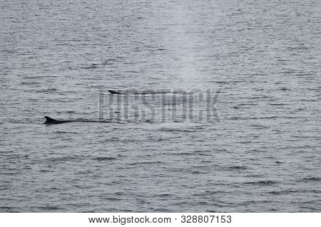 Minke Whales (balaenoptera Acutorostrata) In The Sea Of Okhotsk, Kuril Islands, Russia. Whales In Na