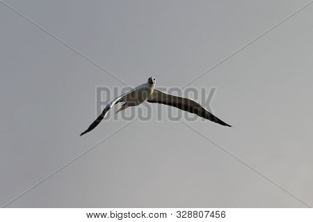 Red-footed Booby (sula Sula) Bird Flying On Cloudy Sky Background. Marine Bird In Natural Habitat. N