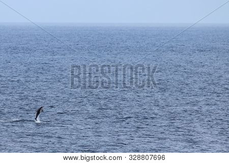 Dolphin Jumping In Natural Habitat. Pacific White-sided Dolphin Lagenorhynchus Obliquidens In The Oc