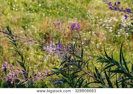 Chamaenerion Angustifolium (also Known As Fireweed, Great Willowherb, Rosebay Willowherb)