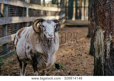 Group Of Mouflons, Ovis Gmelini Or Ovis Orientalis Walks Through A Mountains