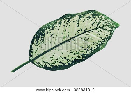 Dumbcane Exotica Leaf Isolated On White Background