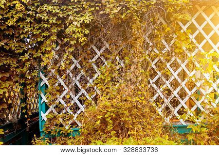 White Wooden Fence In The Garden With Green Ivy Leaves Encircling The Wall Of The House On Autumn Fa