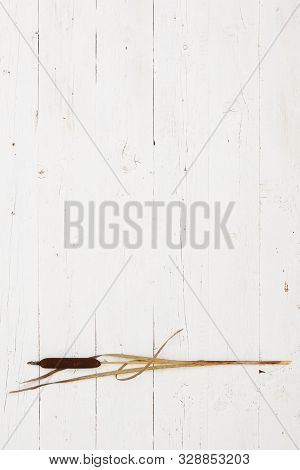 Minimalistic Look At Reed Bulrush. Bulrush Lies On A White Wooden Table. Directly Above