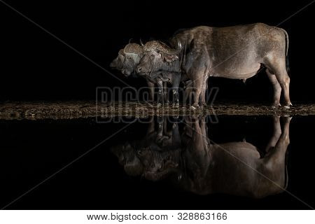 Three African Bufflos Standing By A Pool At Night