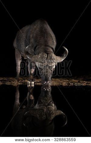 African Bufflo Drinking From A Waterhole At Night