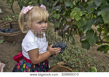 Aradac, Serbia, September 07, 2019. Traditional Celebration Of The Beginning Of The Grape Harvest Th