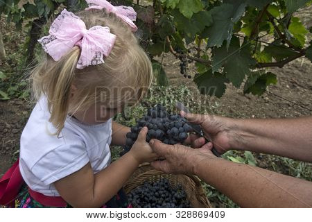 Aradac, Serbia, September 07, 2019. Traditional Celebration Of The Beginning Of The Grape Harvest Th