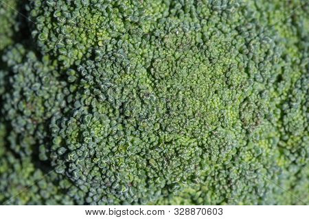 Fresh Green Broccoli. Organic Food. Green Vegetables