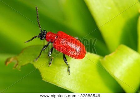 Scarlet lily beetle (Lilioceris lilii). Kovakuoriaiset jättää huomattavaa vahinkoa isäntäkasveja. Vahinko
