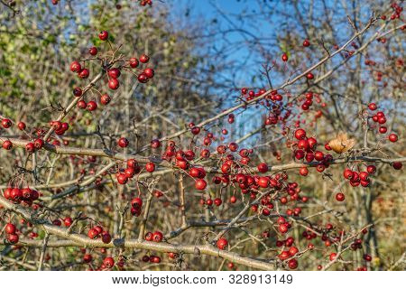 Twig With Ripe Hawthorn Fruits, Hawthorn Fruits A Remedy For Heart And Blood Pressure Problems, Hawt