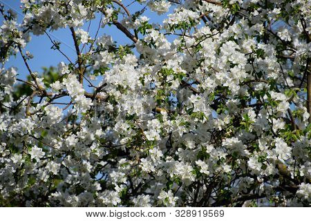 Blooming Apple Tree In The Spring Garden. Blooming Apple