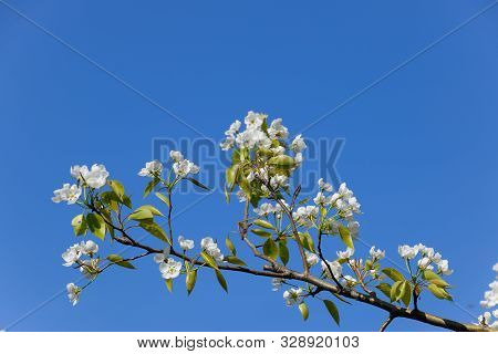 Blossoming Pear In The Spring Garden. Bee Pollination Pear Flowers
