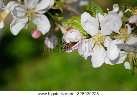 Blossoming Pear In The Spring Garden. Bee Pollination Pear Flowers