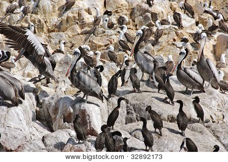 Le isole Ballestas