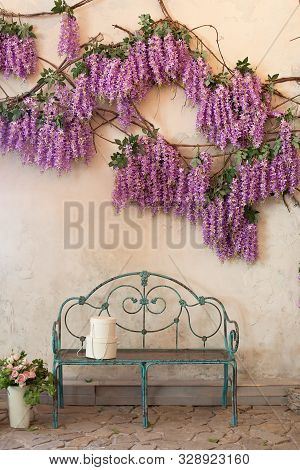 Blooming Wisteria Plants On A Background Of A House Wall With A Bench. Wisteria In Full Bloom In A P