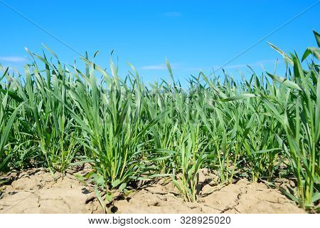 Young Sprouts Of Wheat Against The Blue Sky. Wheat Field
