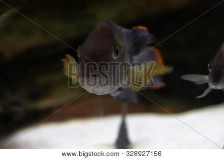Large Close-up Fish At The Bottom Of The Ocean In Focus. Blurred Background With Marine Life. Fish W