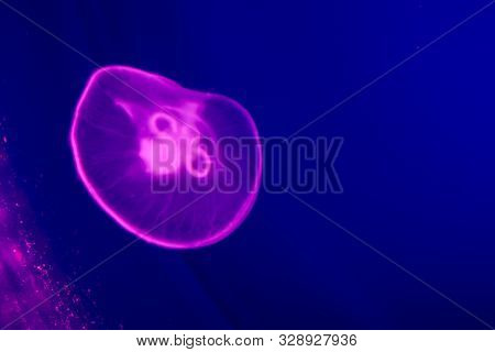Purple Jellyfish Underwater In The Ocean Close Up. Violet Neon Lights. Blue Background. Free Space F