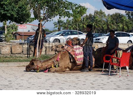 Side / Turkey - October 16 2019: Camels Lie In The Sand And Await The Riders. Active Holidays In Tur