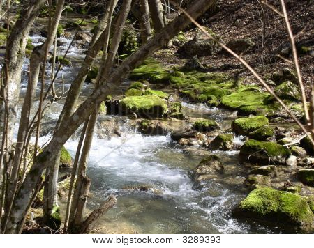 foresta