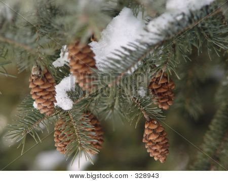 Fir Cones