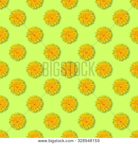 Seamless Yellow Flower Patterm. Dandelion Flower Summer Background Close Up.