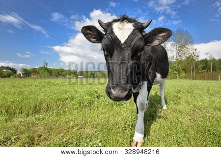 Animal Big Snout. The Portrait Of Cow With Big Snout On The Background Of Green Field. Farm Animal. 
