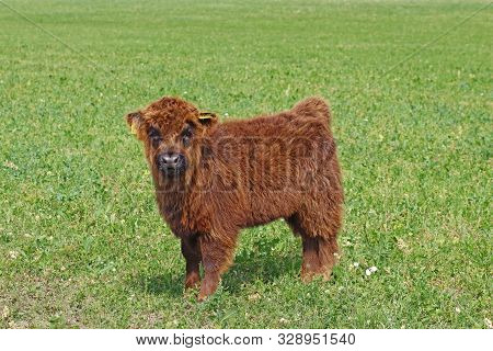 Fluffy Calf Of The Breed Scottish Highland Cattle Standing On A Pasture And Looking At Camera