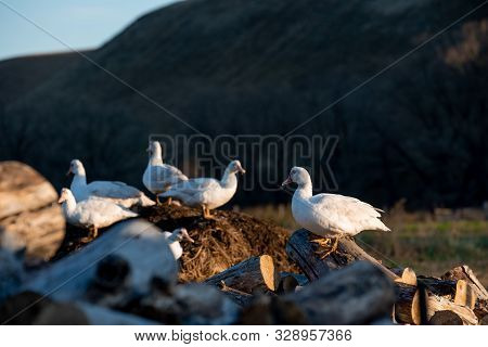 A White Adult Indoda Stands On The Firewood And Looks At The Camera. Countryside.