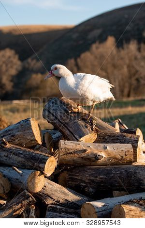 A White Adult Indoda Stands On The Firewood And Looks At The Camera. Countryside.