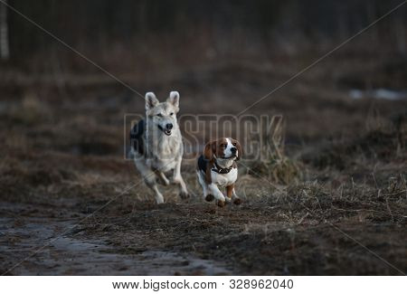 Two Dogs Having Fun At Meadow In Sunset