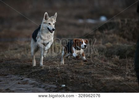 Two Dogs Having Fun At Meadow In Sunset