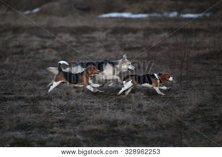 Two Dogs Having Fun At Meadow In Sunset