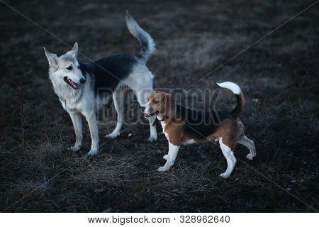 Two Dogs Having Fun At Meadow In Sunset