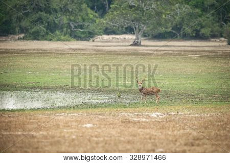 Sri Lankan Axis Deer (axis Axis Ceylonensis) Or Ceylon Spotted Deer In Natural Habitat Near Lake In 