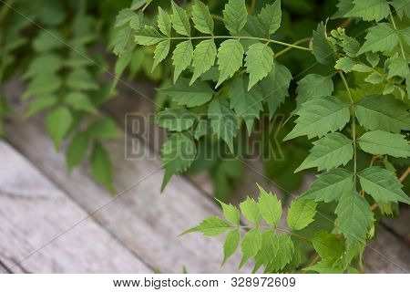 Branches With Green Leaves Of Campis Creeper. Background Image Of Green Leaves On Old Wooden Boards.