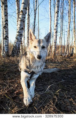 Beautiful Young Dog At Walk In Forest On Sunset. Lens Flare
