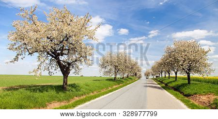 Road And Alley Of Flowering Cherry Trees In Latin Prunus Cerasus With Beautiful Sky. White Colored F