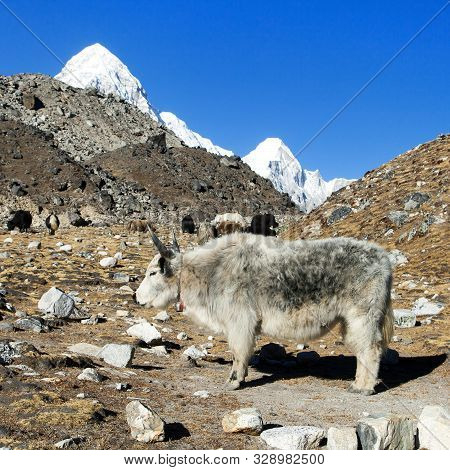 White And Grey Yak (bos Grunniens Or Bos Mutus) Nepal Himalayas, Mountains Animal
