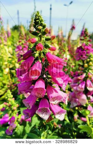 Digitalis Purpurea - Colorful Foxglove Flowers