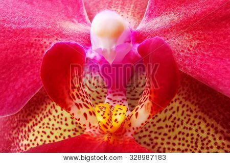 Detail Of Red Orchidea As Very Nice Background