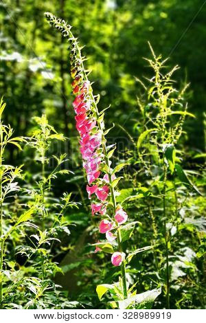 Digitalis Purpurea - Colorful Foxglove Flowers